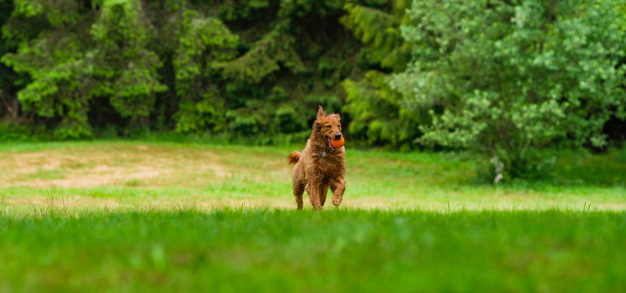 Sniffspot Dog running on field