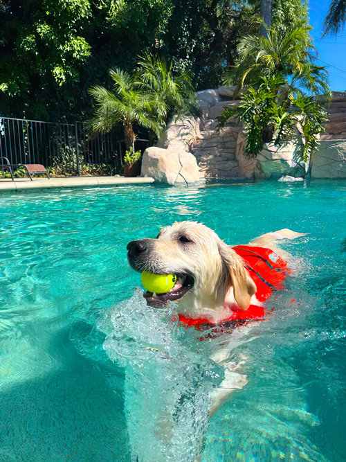 Sniffspot Dog swimming in pool