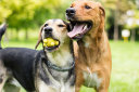 How To Socialize A Dog - A Comprehensive Guide thumbnail