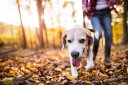 Leash Training: A Guide to Training Your Dog to Walk on a Leash thumbnail