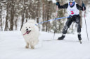 Skijoring: A Guide to Skijoring with Dogs thumbnail