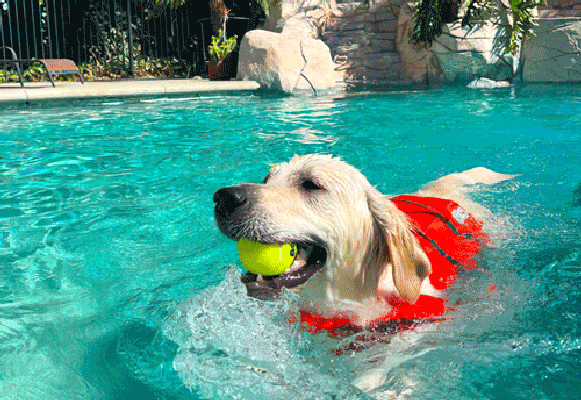 Dog swimming pools thumbnail