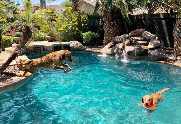 https://static.sniffspot.com/packs/img/dog-water-park-581.44e273451ed75f86.png