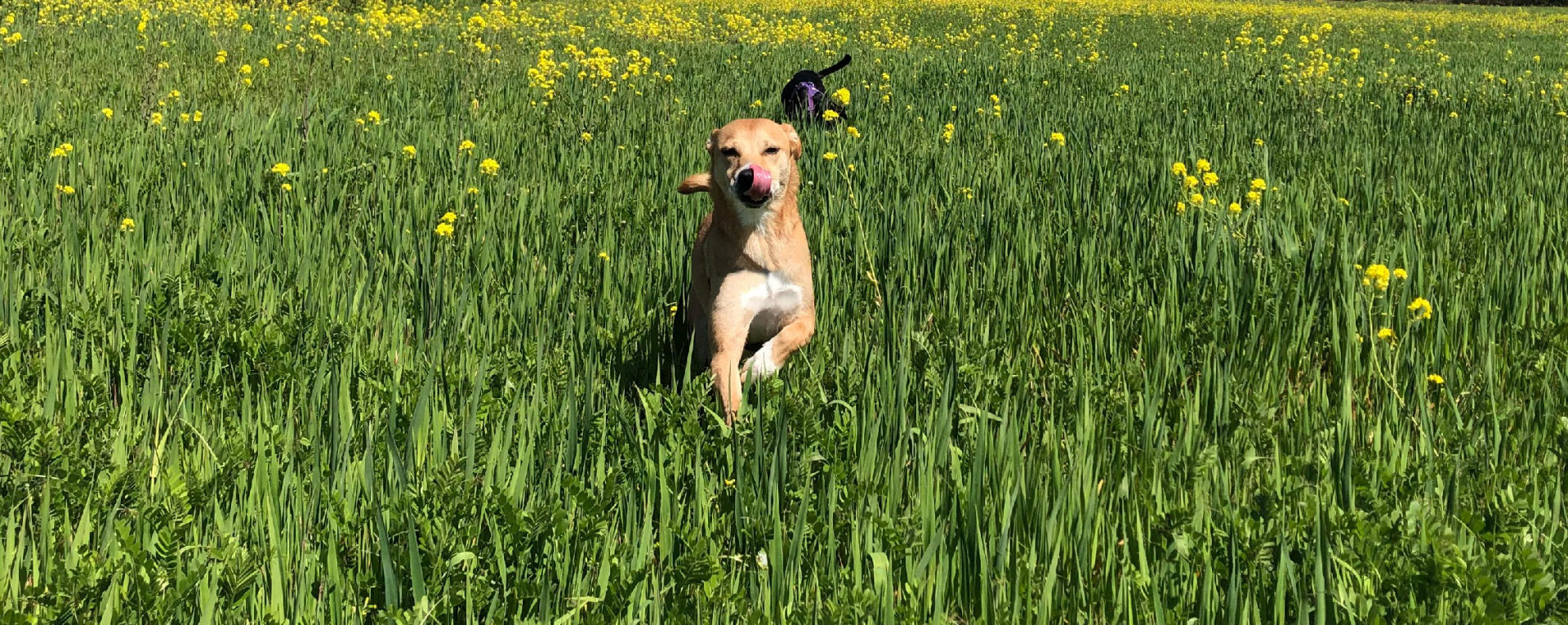 Sniffspot main banner